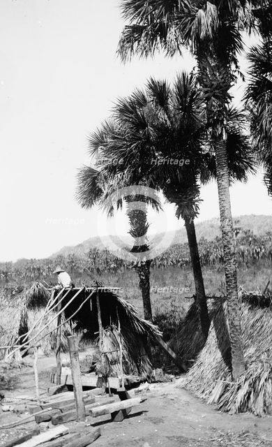 Palms and straw houses at Rascon, between 1880 and 1897. Creator: William H. Jackson.