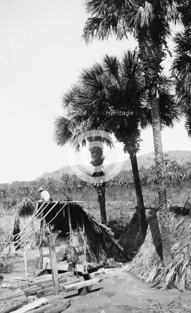 Palms and straw houses at Rascon, between 1880 and 1897. Creator: William H. Jackson.
