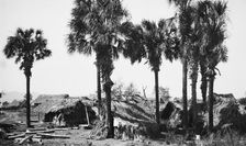 Palms and straw houses at Rascon, between 1880 and 1897. Creator: William H. Jackson