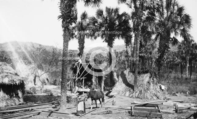 Palms and straw houses at Rascon, between 1880 and 1897. Creator: William H. Jackson.
