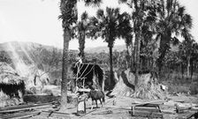 Palms and straw houses at Rascon, between 1880 and 1897. Creator: William H. Jackson