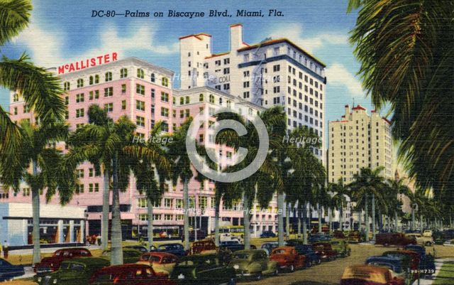 Palms on Biscayne Boulevard, Miami, Florida, USA, 1949. Artist: Unknown