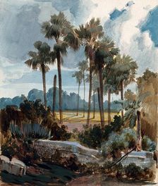 Palmyra palm trees (Borassus flabellifer) near Madras, India, 1854 to 1858. Creator: Hermann von Schlagintweit