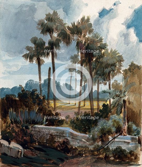 Palmyra palm trees (Borassus flabellifer) near Madras, India, 1854 to 1858. Creator: Hermann von Schlagintweit.