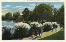 Pampas Grass in Westlake Park, Los Angeles, California, USA, 1931