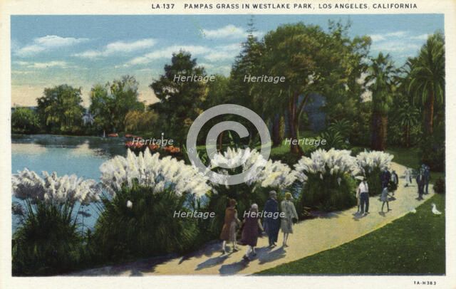 Pampas Grass in Westlake Park, Los Angeles, California, USA, 1931. Artist: Unknown