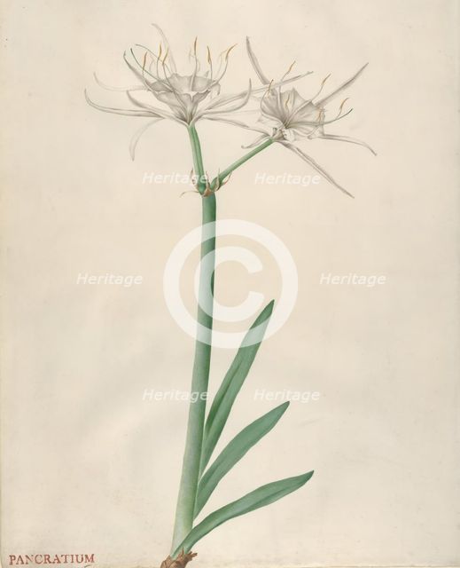 Pancratium, 1738-70. Creator: Georg Dionysius Ehret.