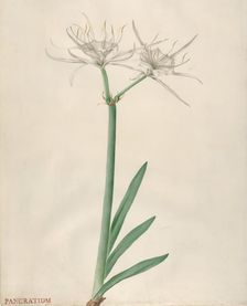 Pancratium, 1738-70. Creator: Georg Dionysius Ehret