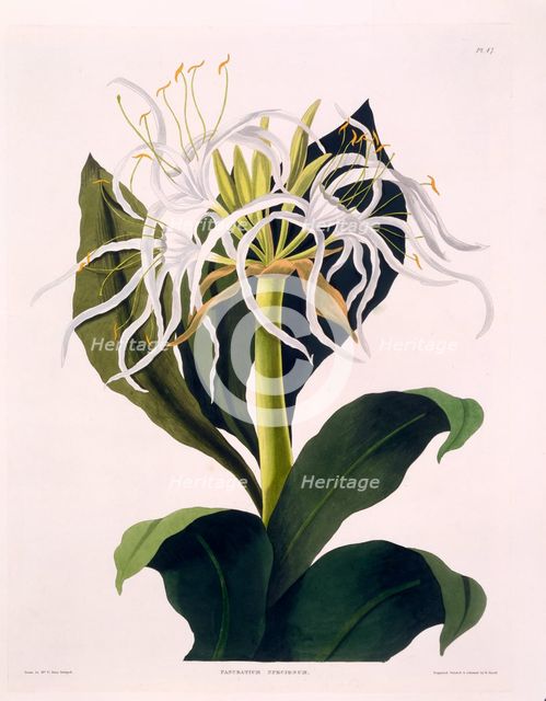 Pancratium Speciosum, 1831-1834.