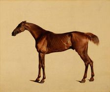 Pangloss, about 1762. Creator: George Stubbs