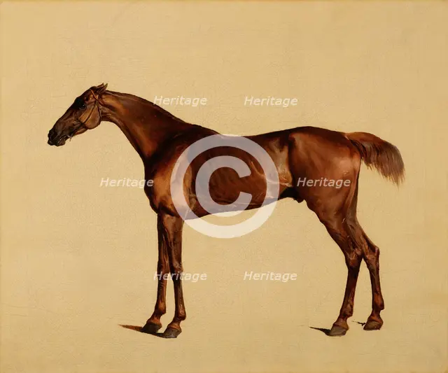 Pangloss, about 1762. Creator: George Stubbs.