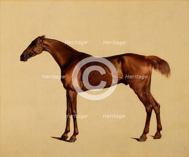 Pangloss, about 1762. Creator: George Stubbs.