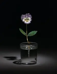 Pansy, before 1919. Creator: Unknown