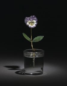 Pansy, before 1919. Creator: Unknown