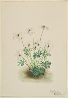 Pansy Violet (Viola pedata), 1919. Creator: Mary Vaux Walcott