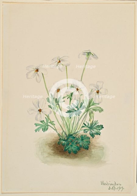 Pansy Violet (Viola pedata), 1919. Creator: Mary Vaux Walcott.