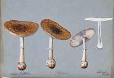 Panther cap fungus (Amanita pantherina): four fruiting bodies, one sectioned, 1893. Creator: Unknown