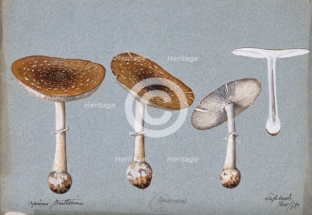 Panther cap fungus (Amanita pantherina): four fruiting bodies, one sectioned, 1893. Creator: Unknown.