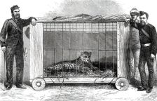 Panther presented to the Prince of Wales at Bankipore by the 109th Regiment, 1876. Creator: Unknown