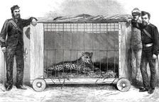 Panther presented to the Prince of Wales at Bankipore by the 109th Regiment, 1876. Creator: Unknown