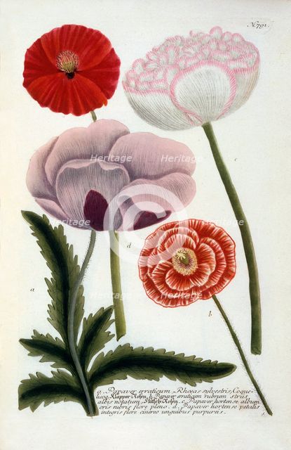 Papaver, 1737 (hand coloured engraving). Creator: "Georg Dionysius Ehret (1710 - 70); Ehret, Georg Dionysius (1710-1770)".