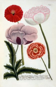 Papaver, 1737 (hand coloured engraving). Creator: "Georg Dionysius Ehret (1710 - 70); Ehret, Georg Dionysius (1710-1770)"