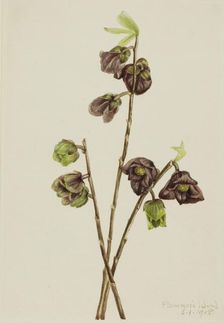 Papaw (Asimina triloba), 1918. Creator: Mary Vaux Walcott
