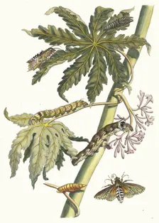 Papay. From the Book Metamorphosis insectorum Surinamensium, 1705. Creator: Merian, Maria Sibylla (1647-1717)