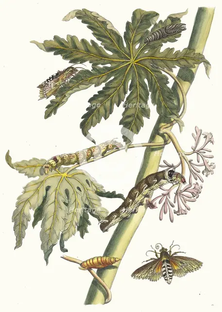 Papay. From the Book Metamorphosis insectorum Surinamensium, 1705. Creator: Merian, Maria Sibylla (1647-1717).
