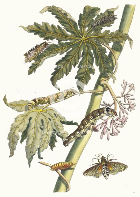 Papay. From the Book Metamorphosis insectorum Surinamensium, 1705. Creator: Merian, Maria Sibylla (1647-1717).