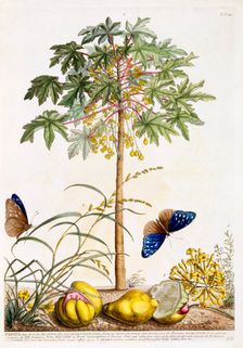 Papaya, c. 1748 (hand coloured engraving). Creator: "Georg Dionysius Ehret (1710 - 70); Ehret, Georg Dionysius (1710-1770)"