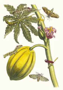 Papaya. From the Book Metamorphosis insectorum Surinamensium, 1705. Creator: Merian, Maria Sibylla (1647-1717)