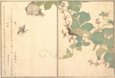 Paper Wasp (Hachi); Hairy Caterpillar (Kemushi)..., 1788. Creator: Kitagawa Utamaro