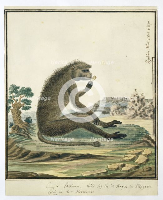 Papio ursinus (Chacma baboon), 1773-1786. Creators: Robert Jacob Gordon, Johannes Schumacher.