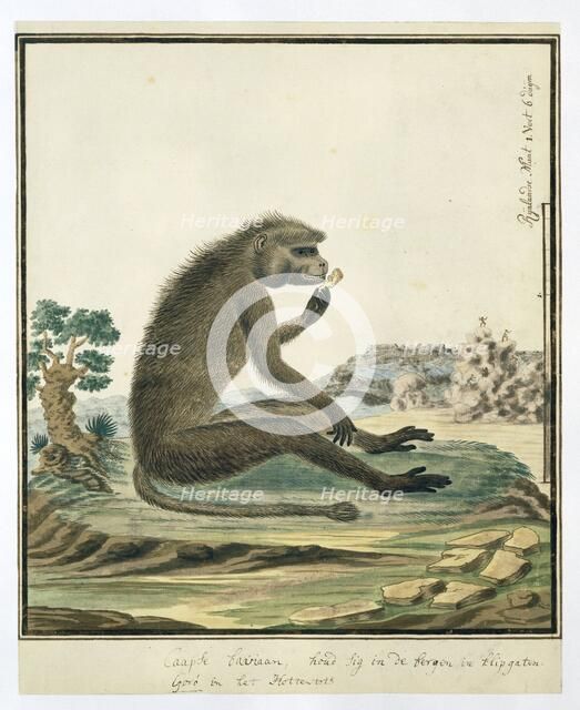 Papio ursinus (Chacma baboon), 1773-1786. Creators: Robert Jacob Gordon, Johannes Schumacher.