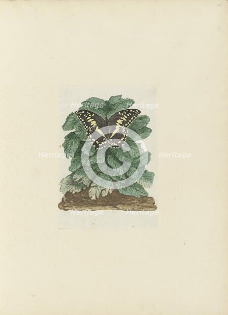 Papilio demodocus (Citrus or Christmas butterfly) on an unidentified plant, 1777-1786. Creator: Robert Jacob Gordon.