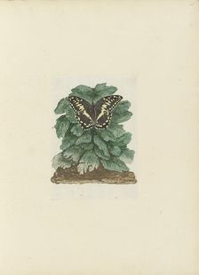 Papilio demodocus (Citrus or Christmas butterfly) on an unidentified plant, 1777-1786. Creator: Robert Jacob Gordon