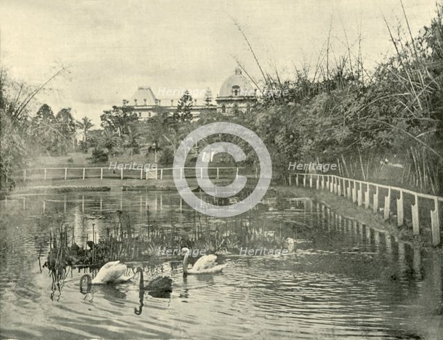 'Papyrus Pond, Brisbane Botanical Gardens', 1901. Creator: Unknown.