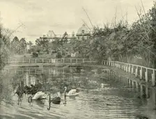 Papyrus Pond, Brisbane Botanical Gardens 1901. Creator: Unknown