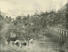 Papyrus Pond, Brisbane Botanical Gardens 1901. Creator: Unknown