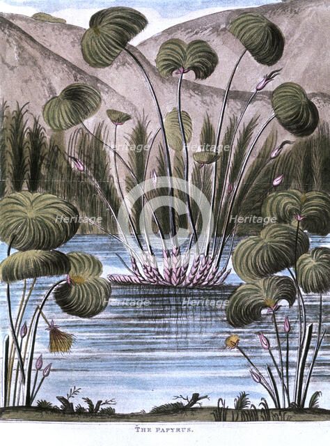 Papyrus reed (Cyperus papyrus), 1823. Artist: Unknown