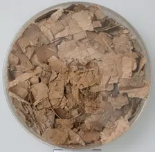 Papyri Fragments, Coptic, 7th century. Creator: Unknown