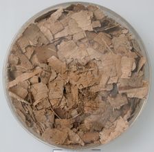 Papyri Fragments, Coptic, 7th century. Creator: Unknown