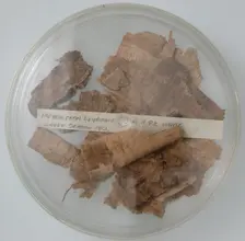 Papyri Fragments, Coptic, 7th century. Creator: Unknown