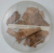 Papyri Fragments, Coptic, 7th century. Creator: Unknown