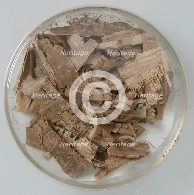 Papyri Fragments, Coptic, 7th century. Creator: Unknown.