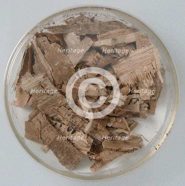 Papyri Fragments, Coptic, 7th century. Creator: Unknown.
