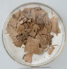 Papyri Fragments, Coptic, 7th century. Creator: Unknown