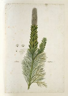 Paranomus sceptrum-gustavianus (Sparrm.) Hyllander (King Gustav’s Skeptre), 1777-1786. Creator: Robert Jacob Gordon