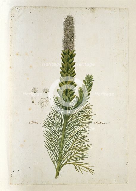 Paranomus sceptrum-gustavianus (Sparrm.) Hyllander (King Gustav’s Skeptre), 1777-1786. Creator: Robert Jacob Gordon.